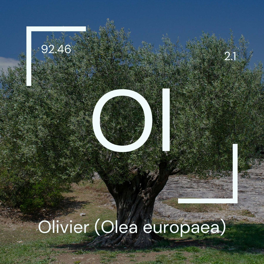 Alyscamps原材料用語集 「OI」