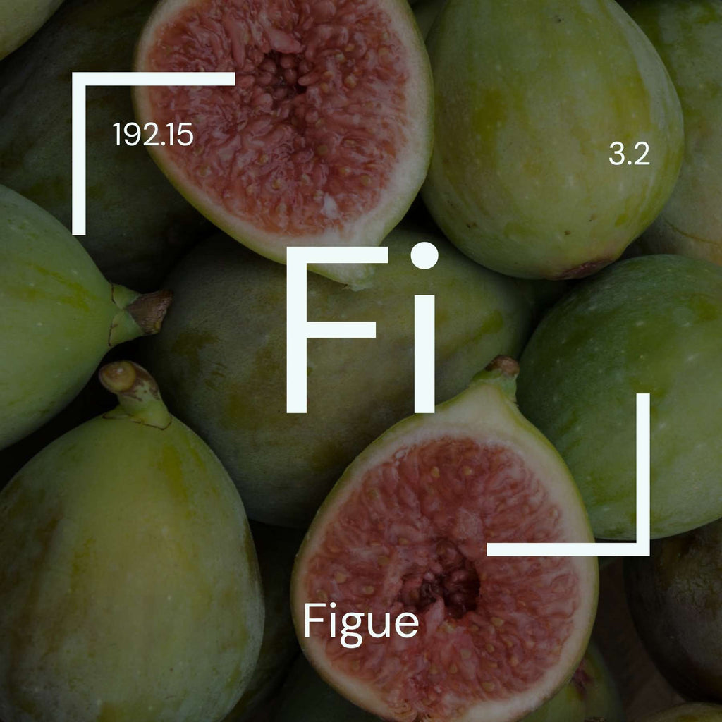 Alyscamps原材料用語集 「Fi」