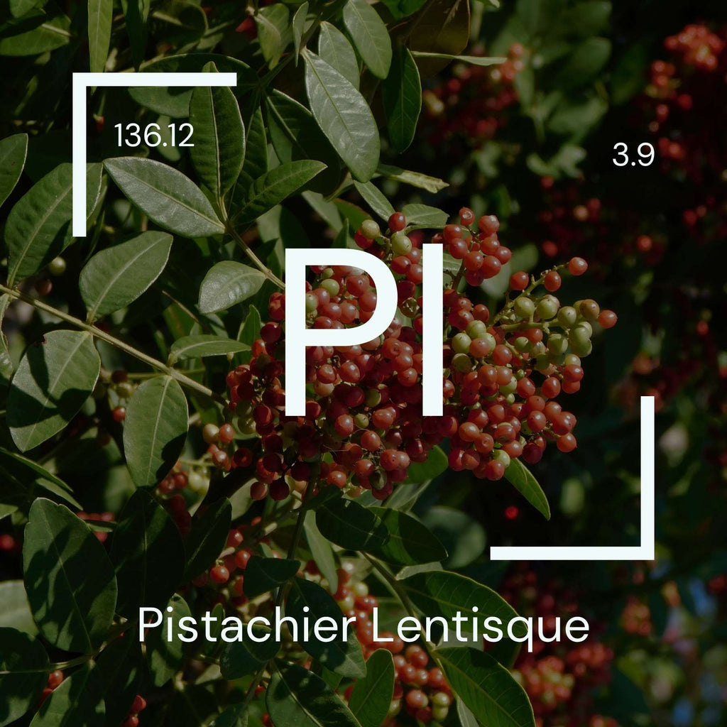 Alyscamps原材料用語集 「Pl」