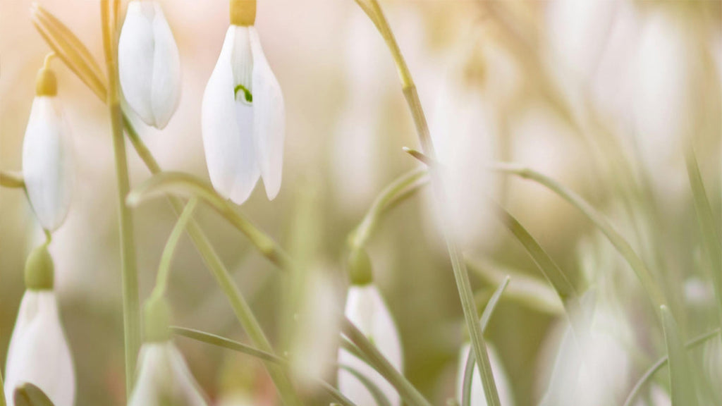 持続可能な化粧品:ジェモロジーは環境への取り組みに取り組んでいます