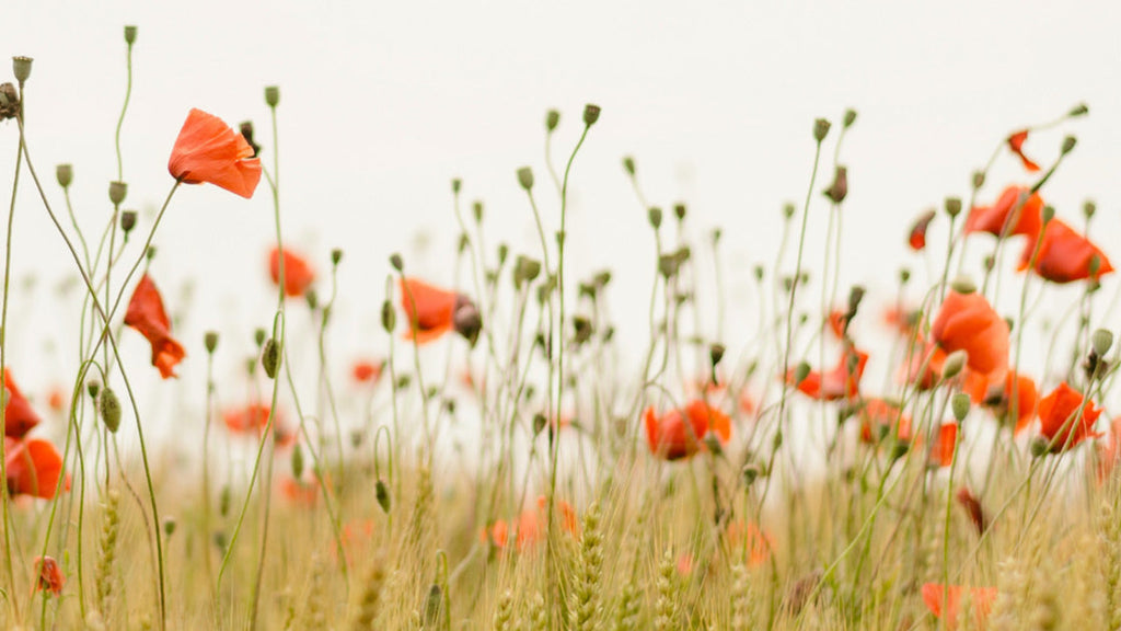 環境に配慮した化粧品:シンプルな処方、地元産原料、短距離流通