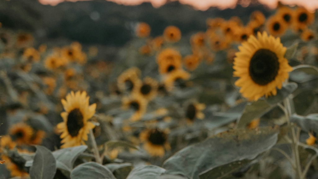 GEMOLOGYとESAT:責任ある美の核となるCSRへの取り組み